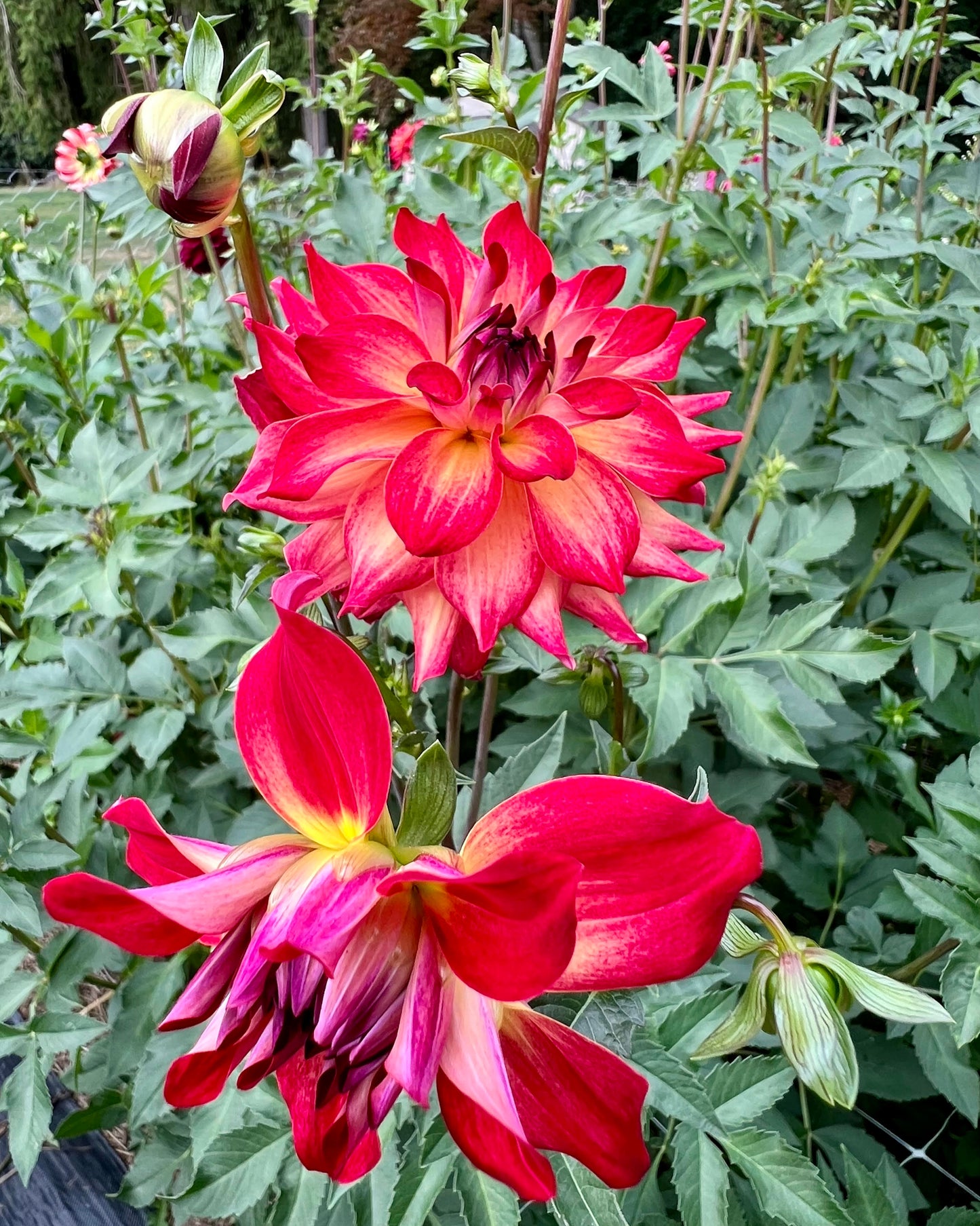 AC Rosebud