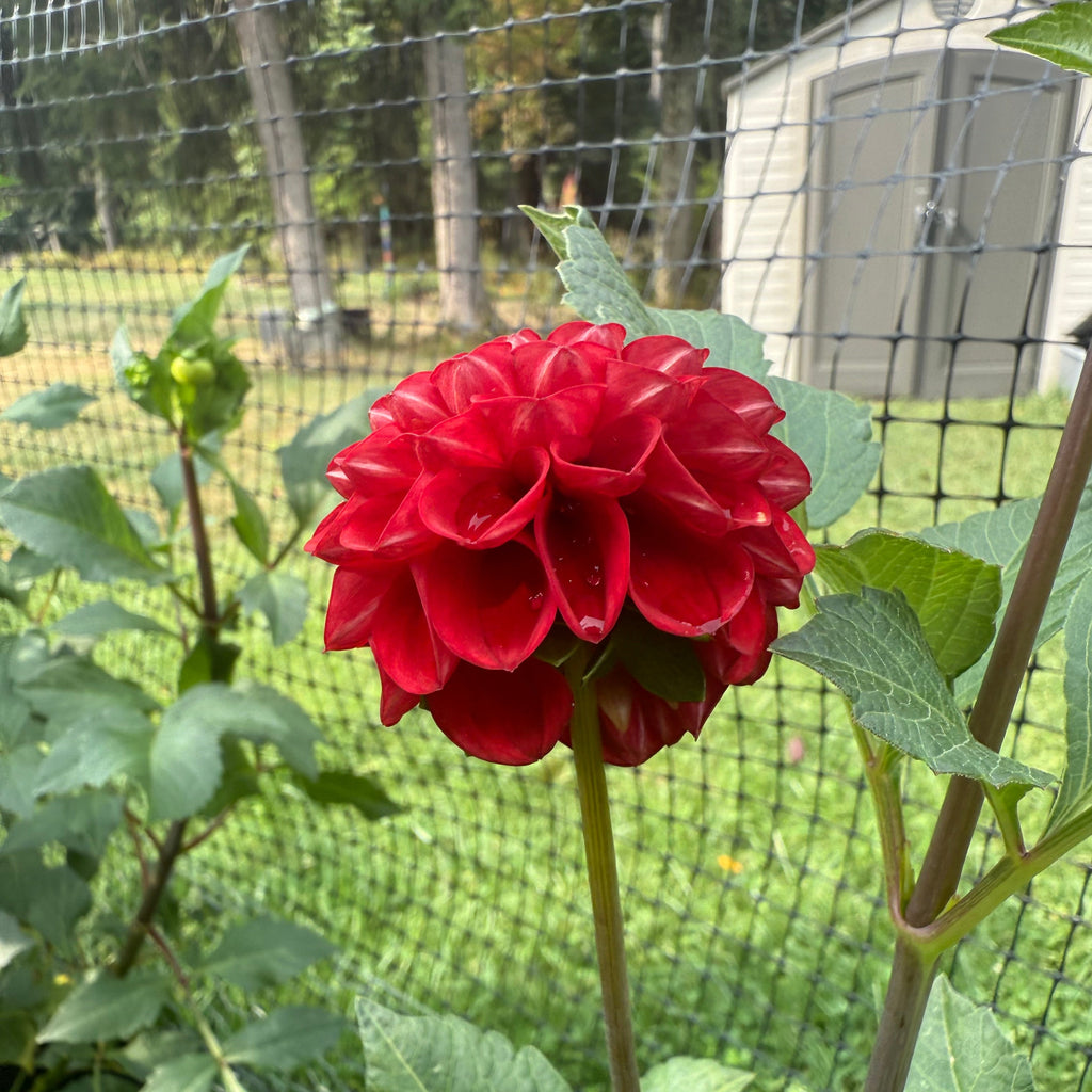 Bloomquist Paul Jr. $10