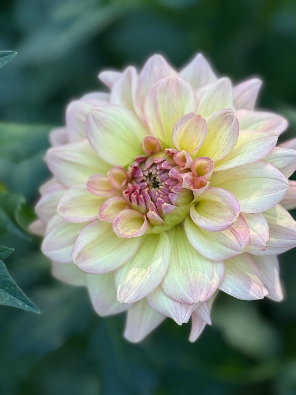 Wyn's New Pastel