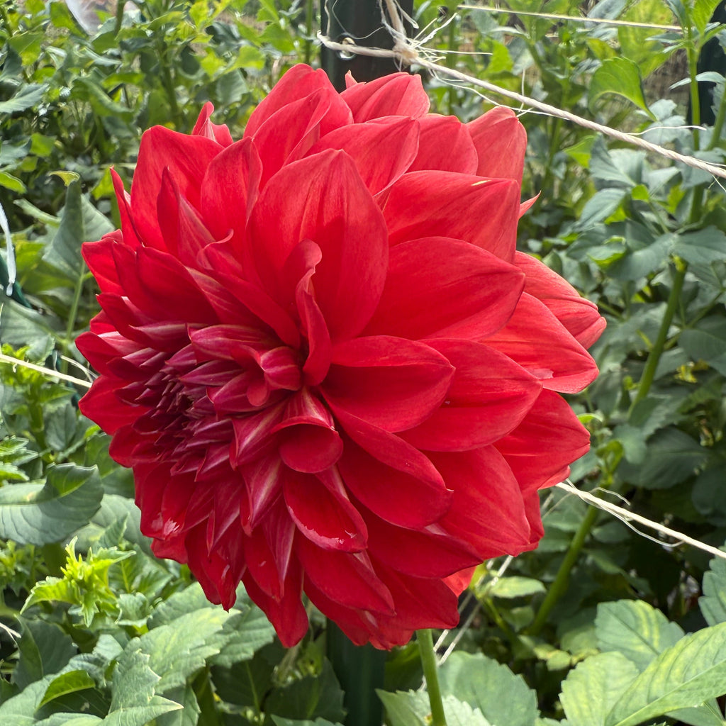 Gloriosa $13