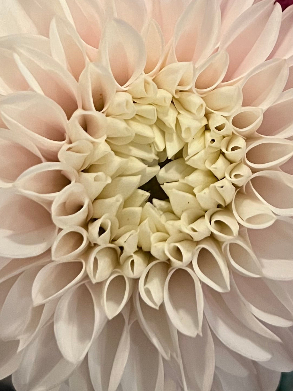 Pink Pearl