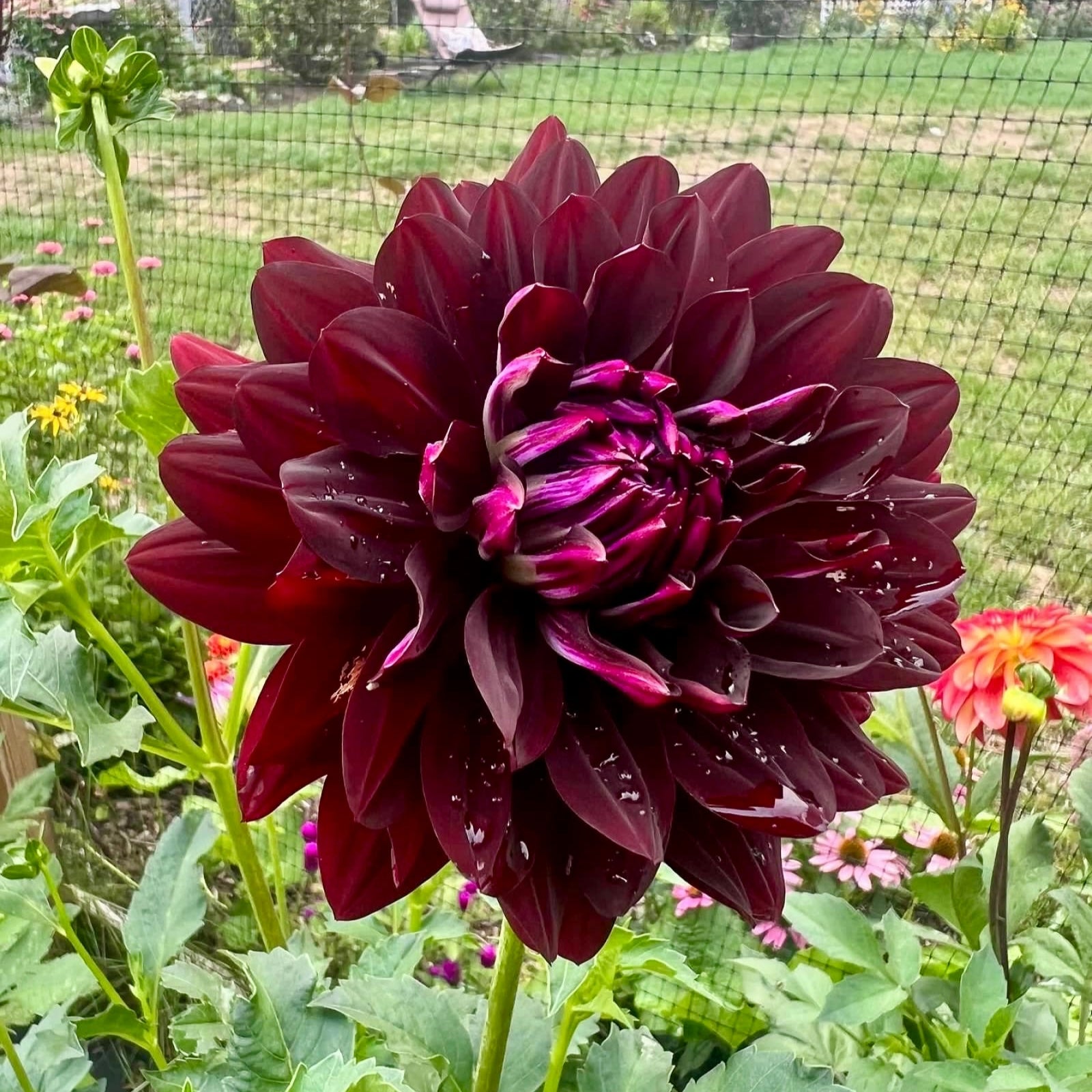 Hollyhill Black Beauty