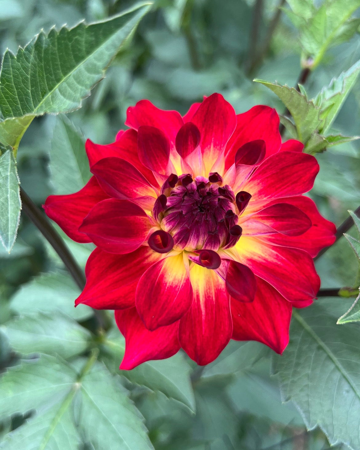 AC Rosebud