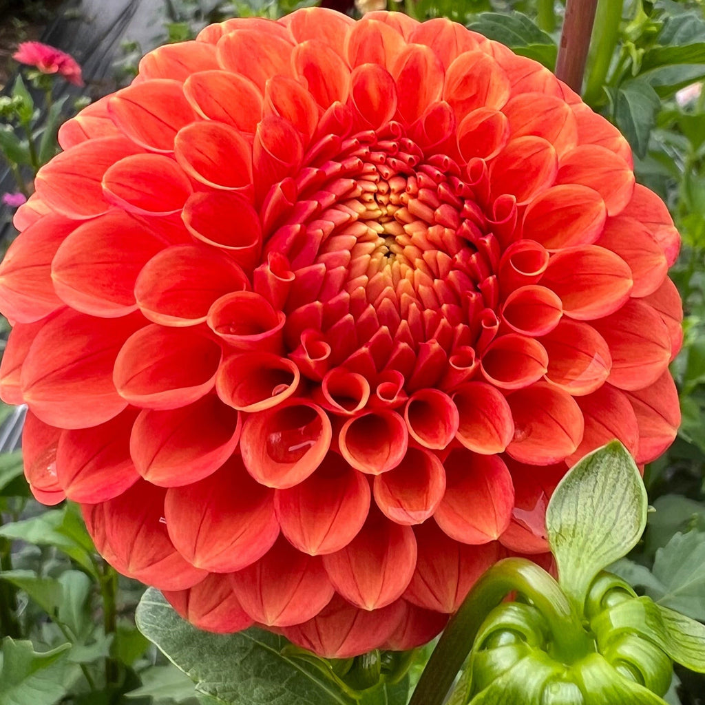 Mystery Orange Ball