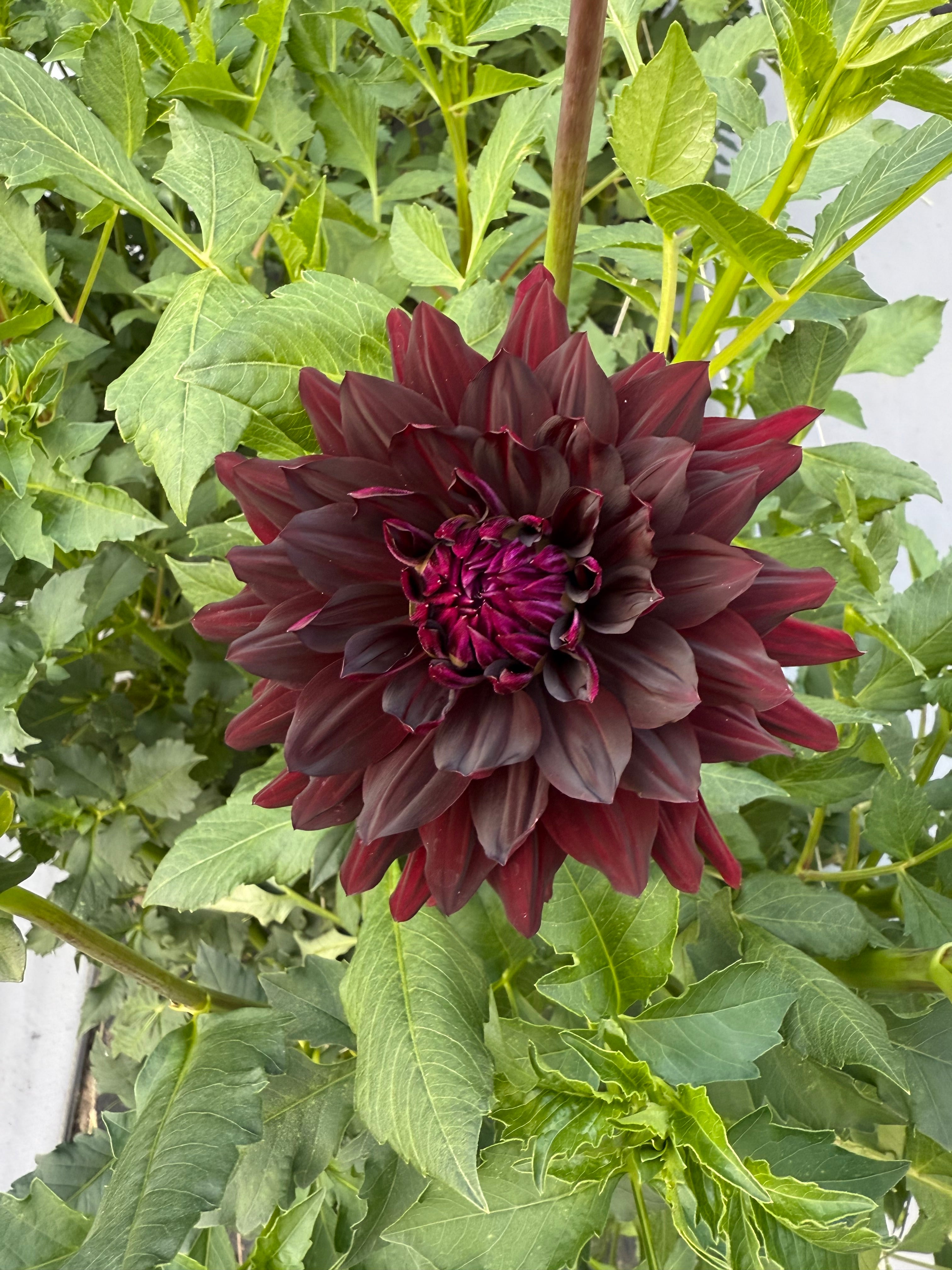 Hollyhill Black Beauty