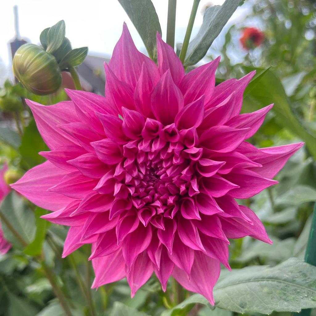 Café Au Lait Rose