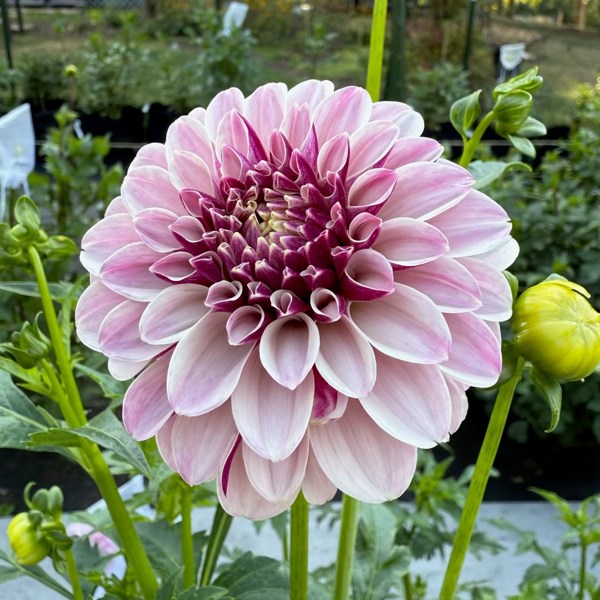 Salish Twilight Girl