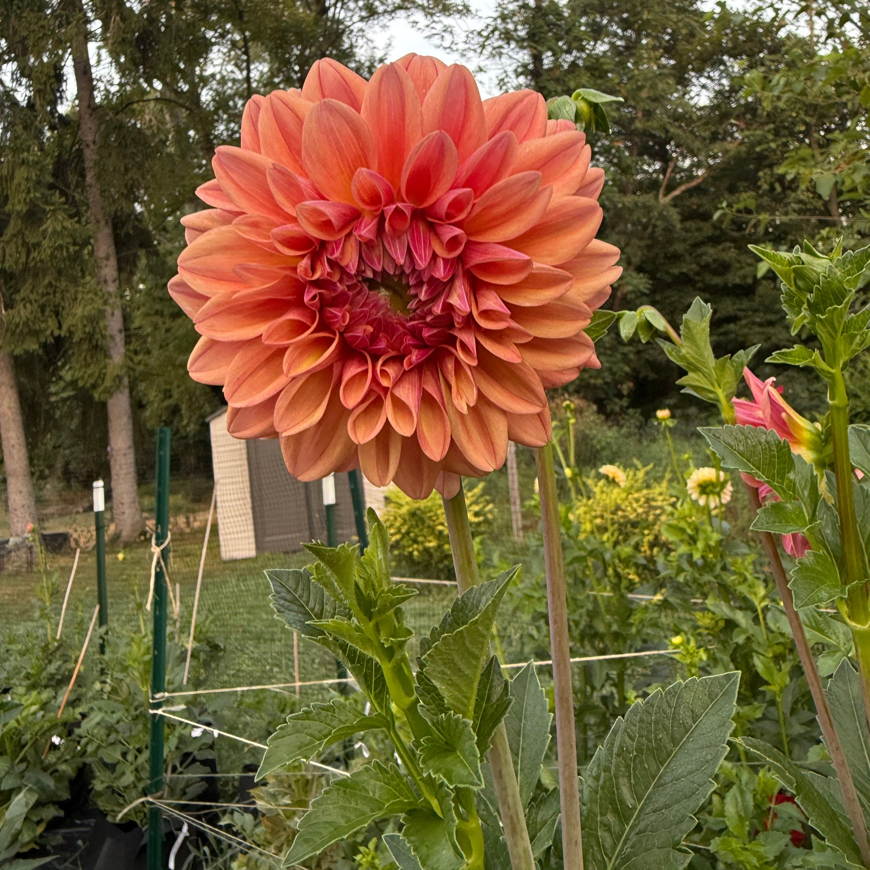 Ferncliff Copper $12