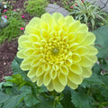 Yellow Nettie