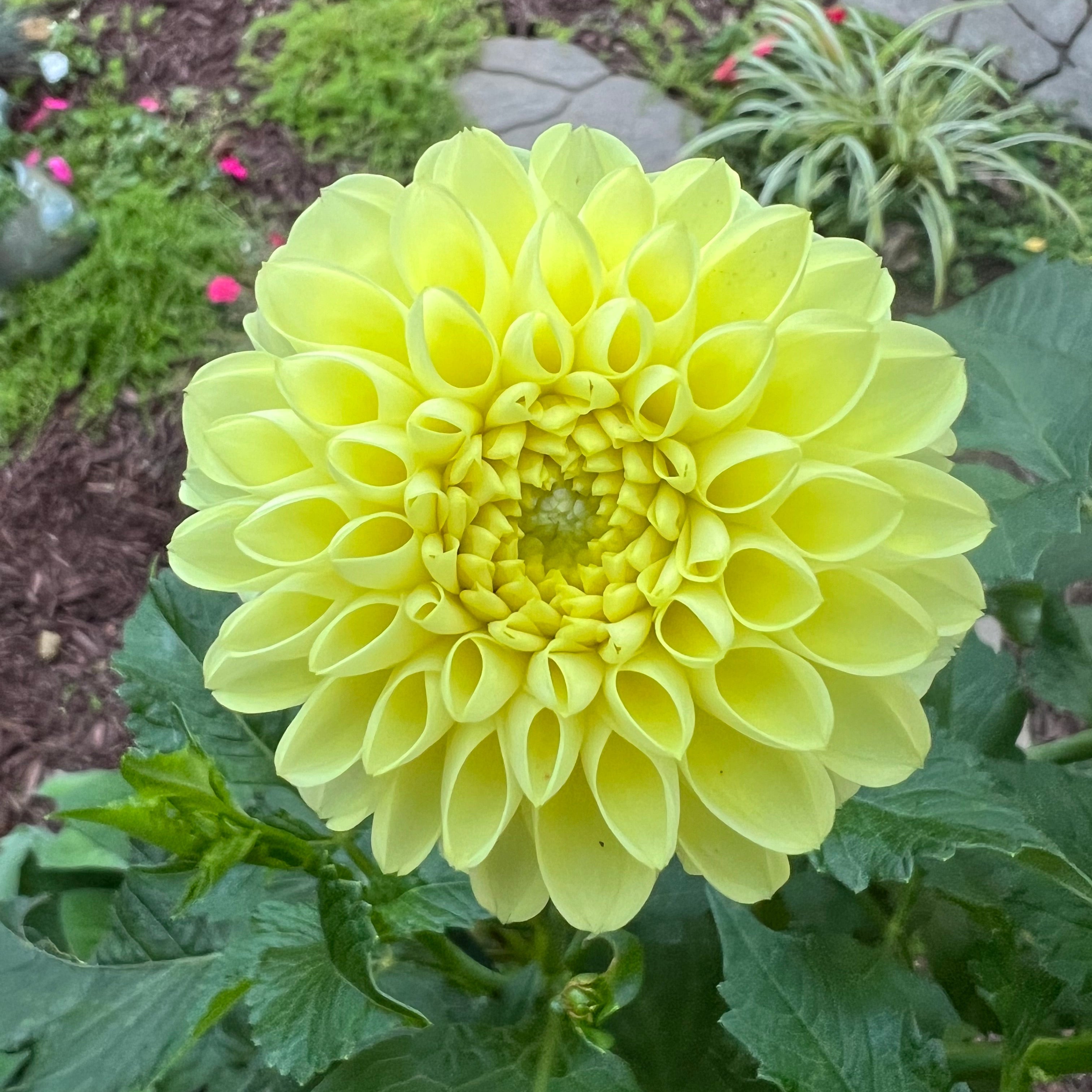 Yellow Nettie