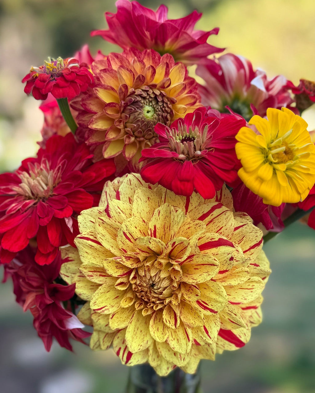 Gloriosa $13