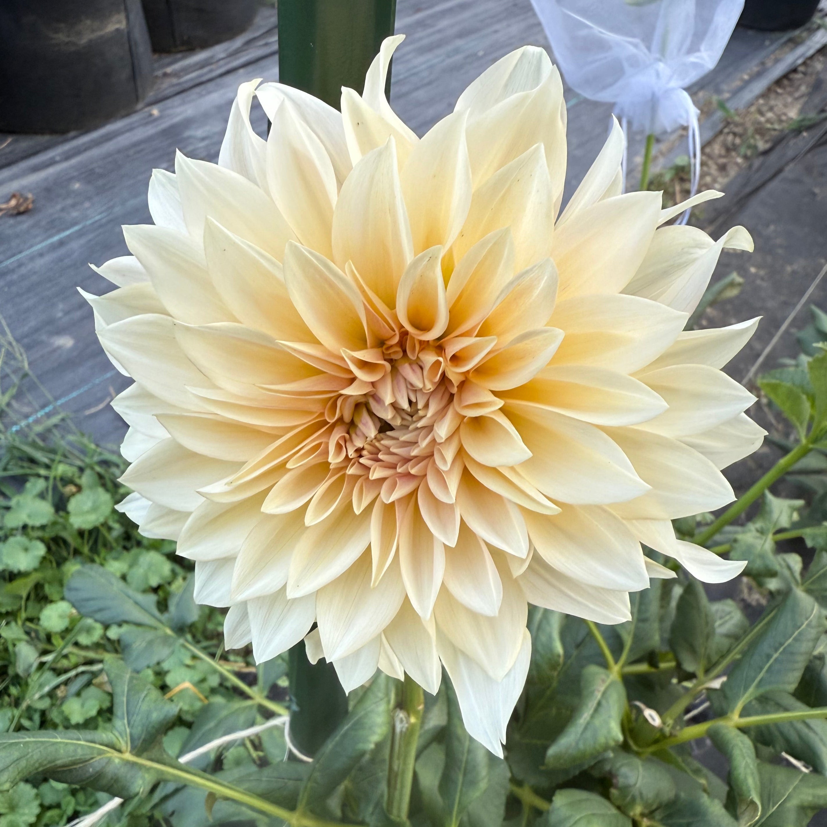 Jolene (Cafe Au Lait Mini)