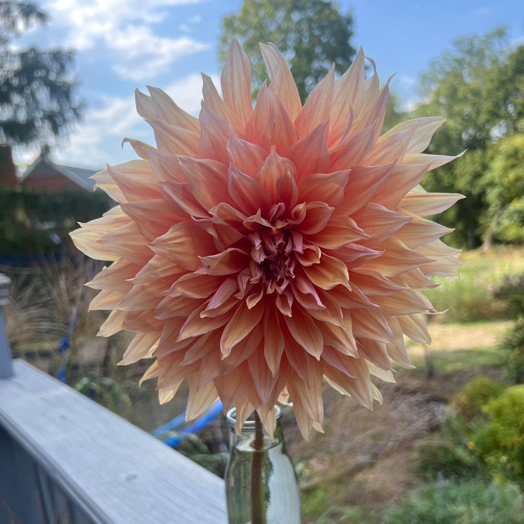 Sherwood's Peach $13