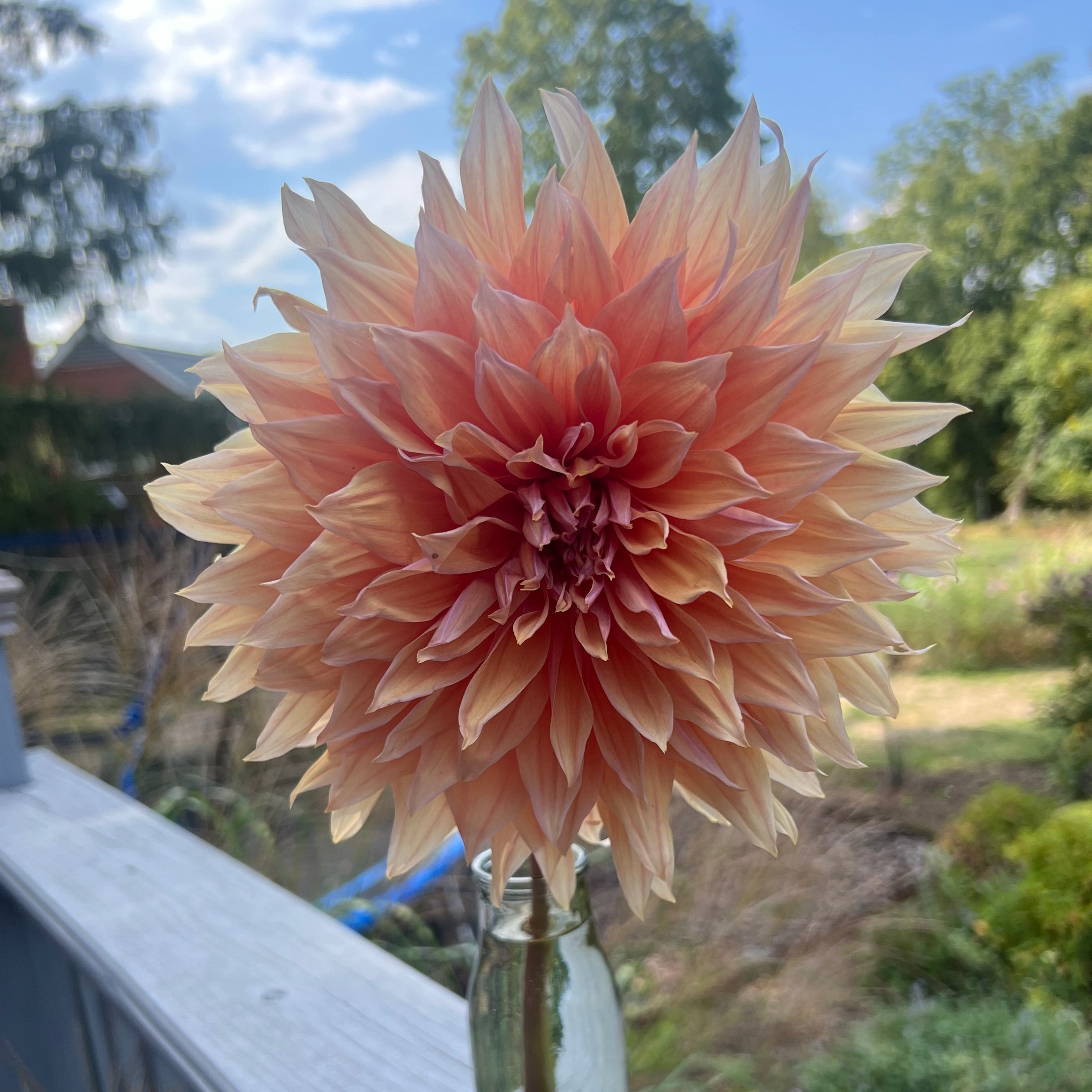 Sherwood's Peach $13