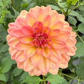 Lark's Ebbe