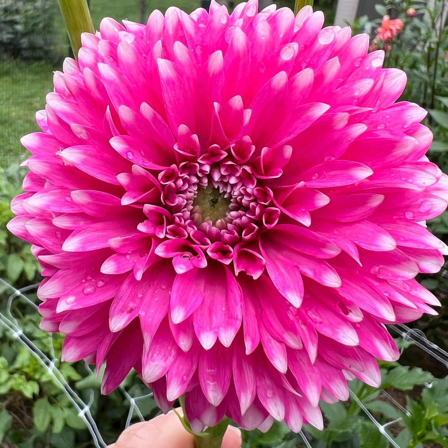 Fuzzy Wuzzy