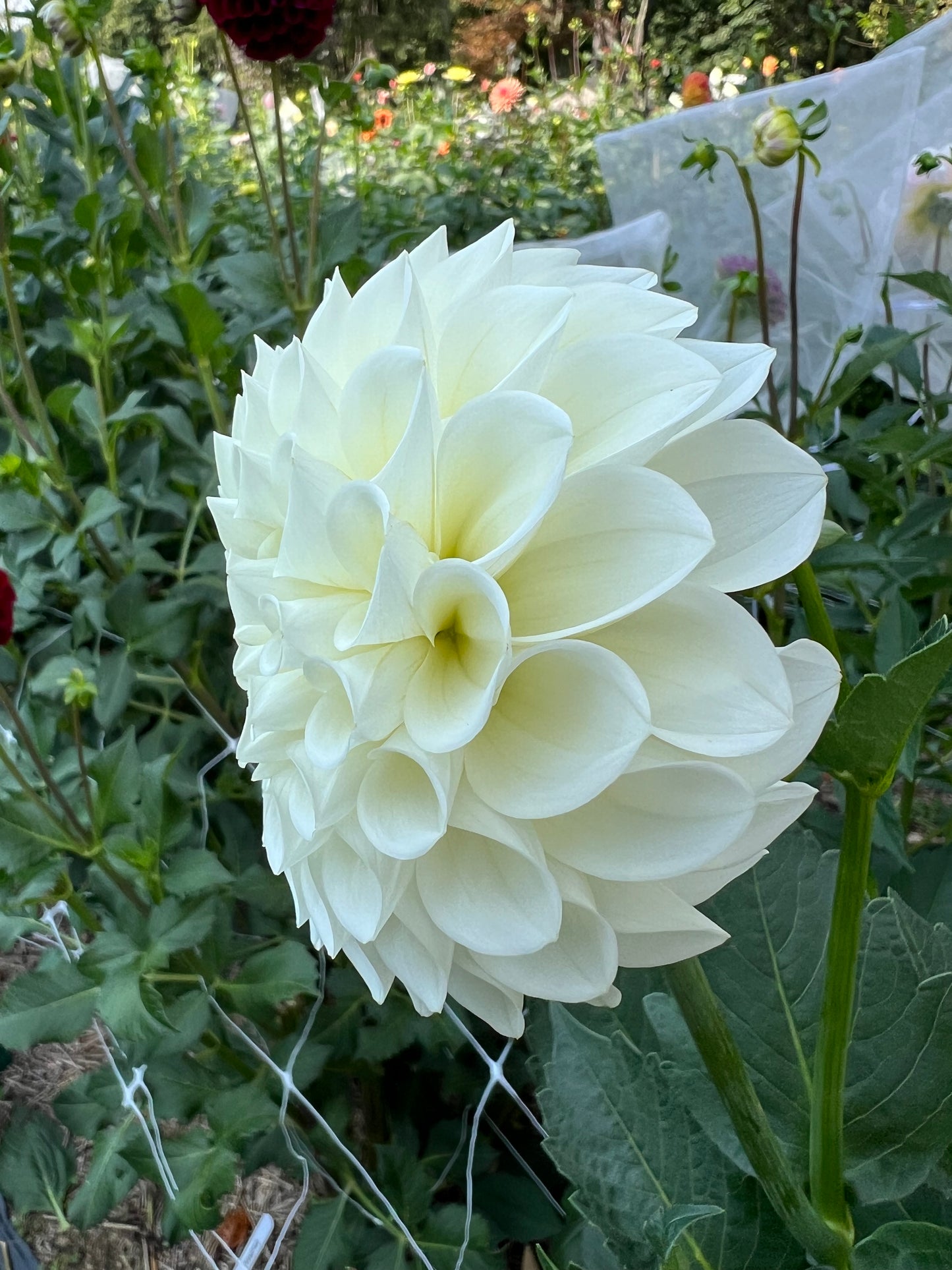 Boom Boom White