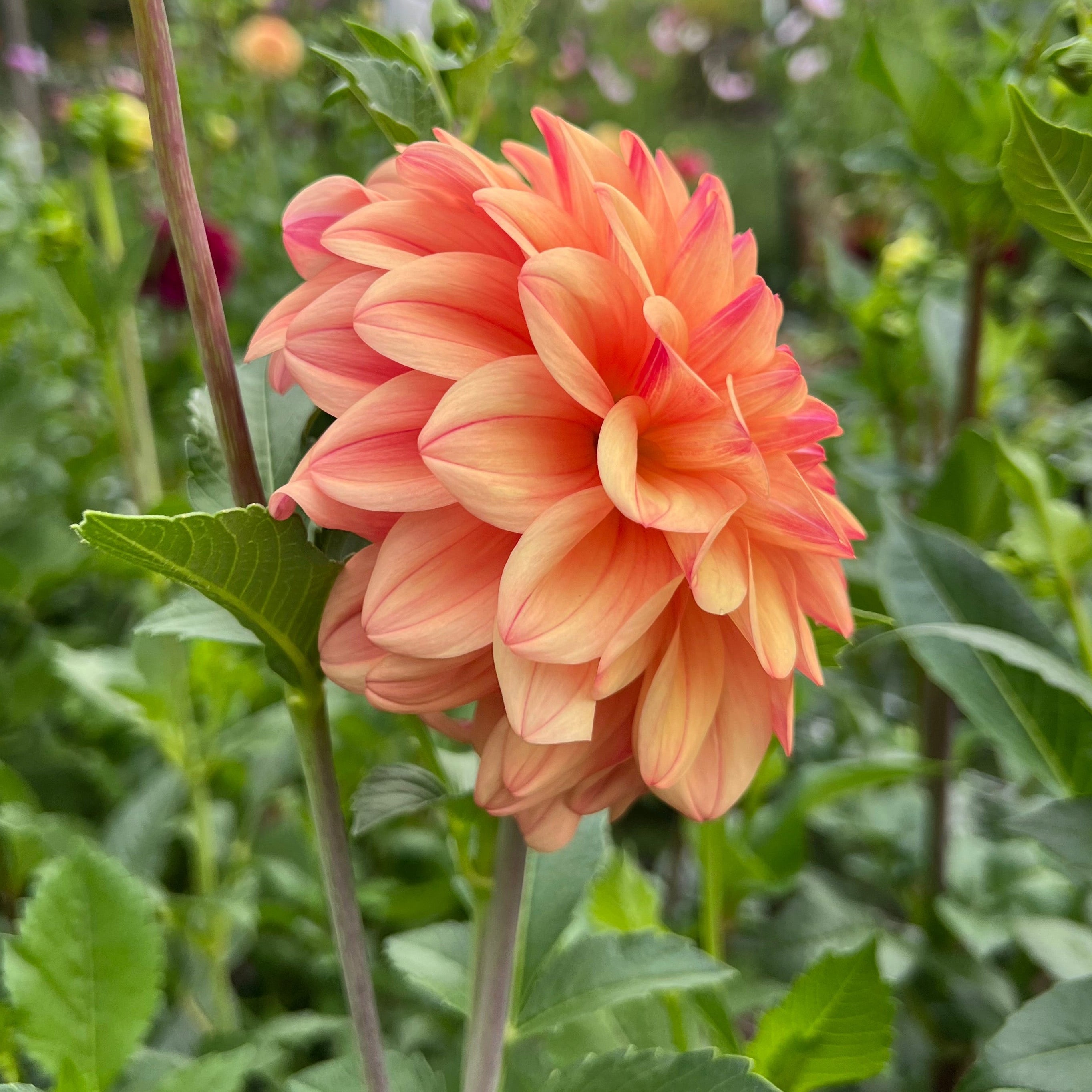 Ferncliff Copper $12