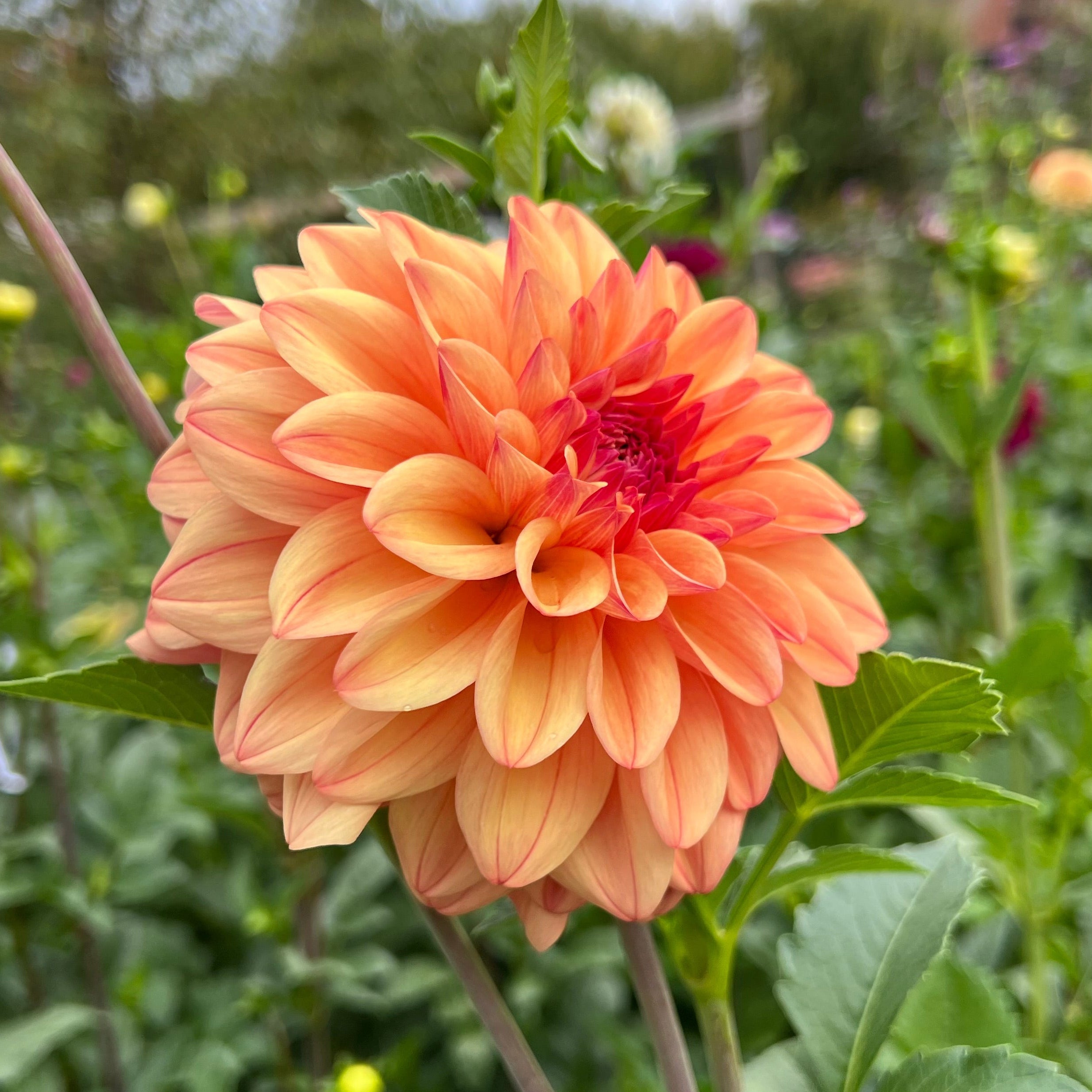 Ferncliff Copper $12