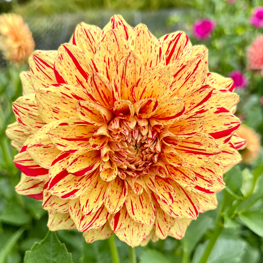 Gloriosa $13