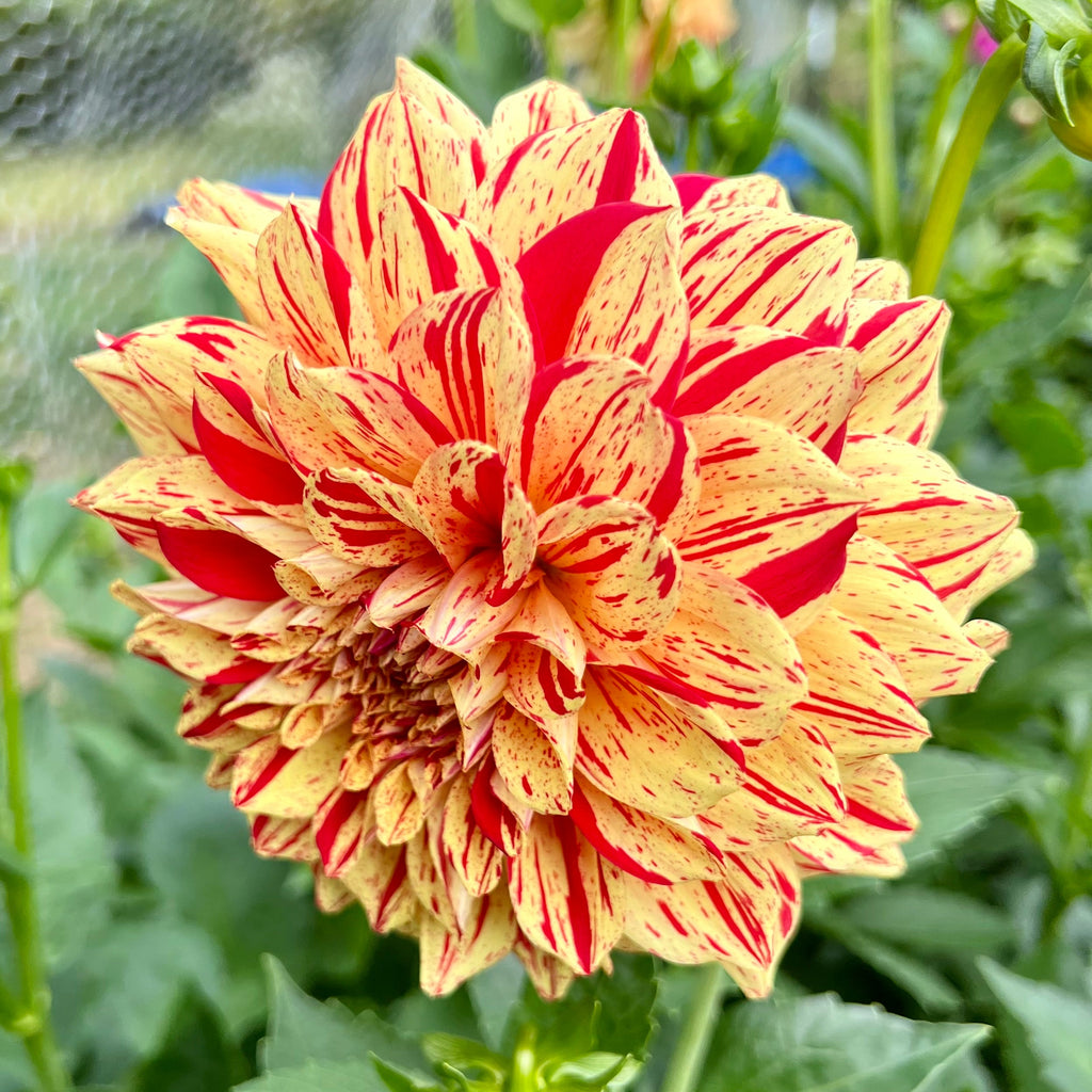 Gloriosa $13