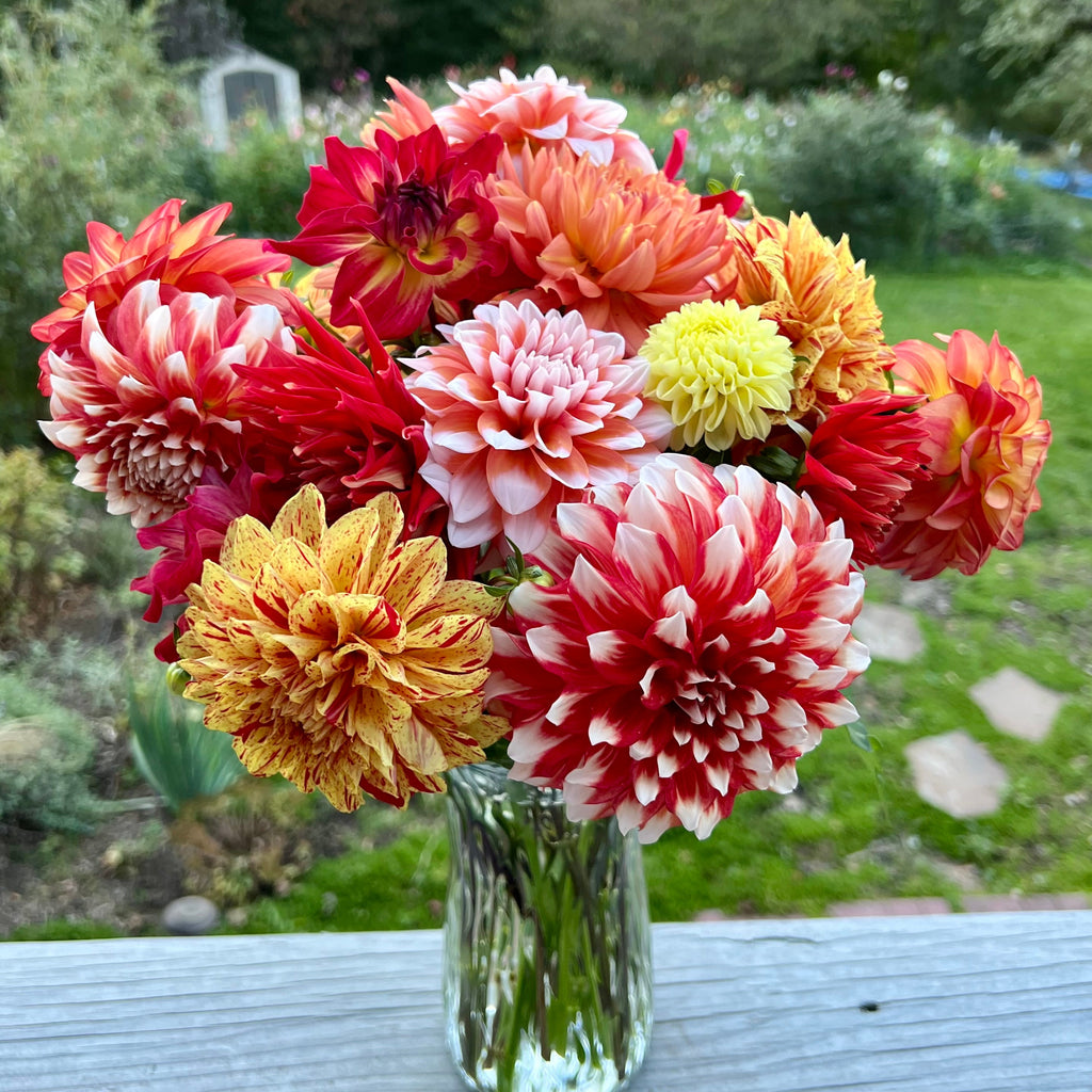Gloriosa $13